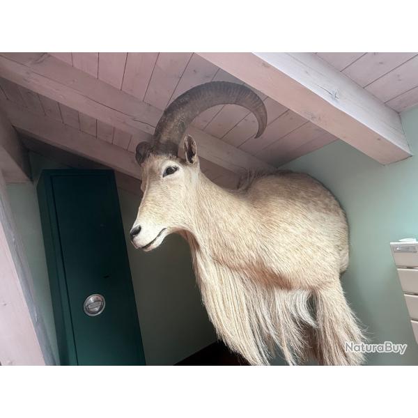 Vends troph�e mouflon � manchettes