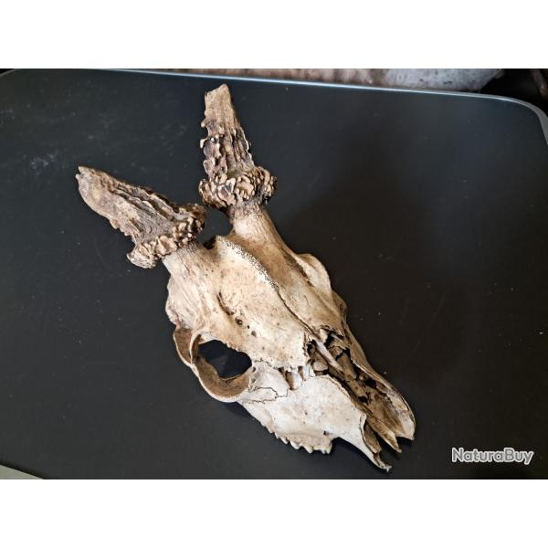 Cr�ne de chevreuil #0309