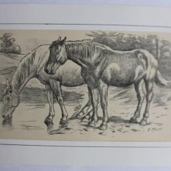 Dessin original au crayon chevaux F. KRAUSS équitation