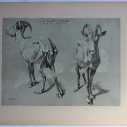Mathurin MÉHEUT Étude d'animaux Chèvre 1911