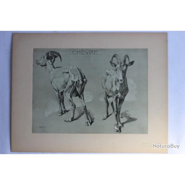 Mathurin MHEUT tude d'animaux Chvre 1911