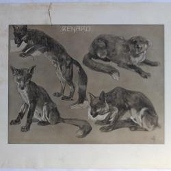 Mathurin MÉHEUT Étude d'animaux Renard 1911