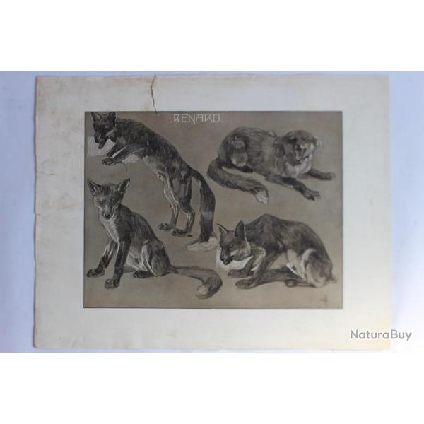 Mathurin MHEUT tude d'animaux Renard 1911