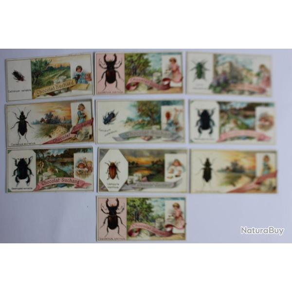 Chromos Chocolat SUCHARD insectes (10)