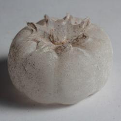 Giovanni CENEDESE Sculpture Tomate verre souffl&eacute; Murano