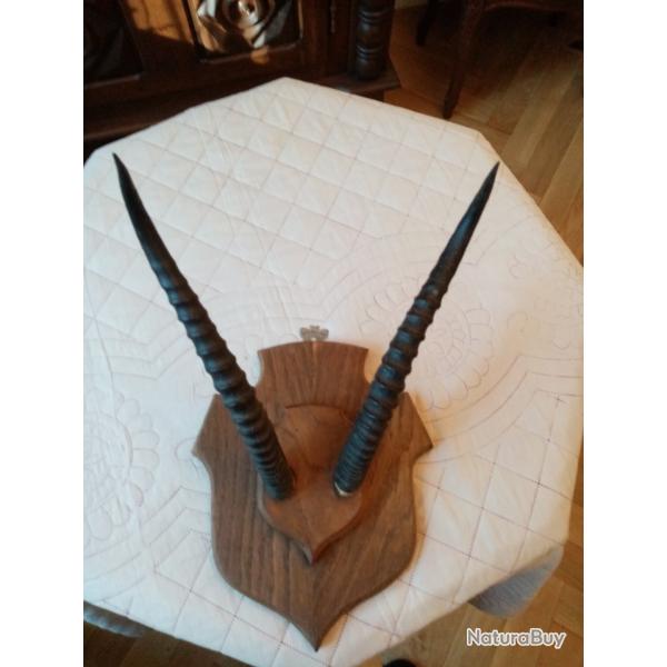 TROPHEE CORNES ANTILOPE GAZELE