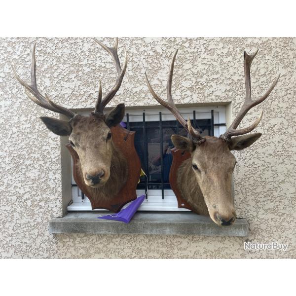 TROPHEE TETE DE CERF COUP DOUBLE