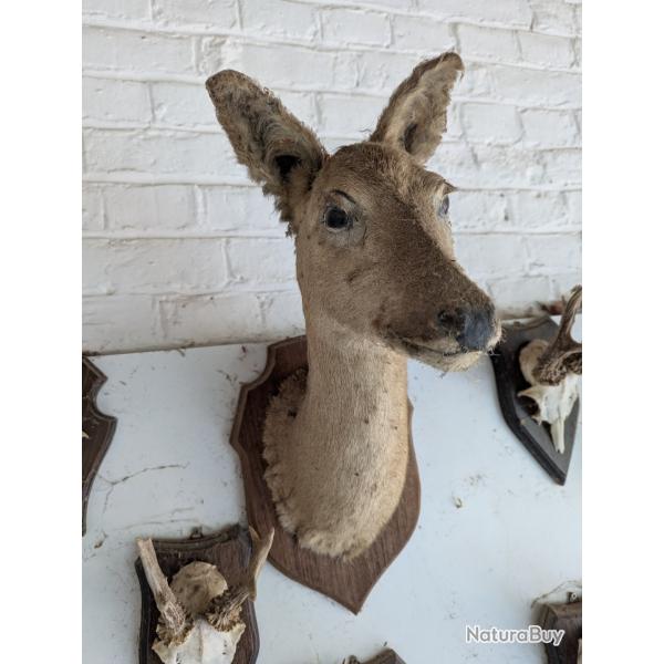 Trophes de tte de chevreuil