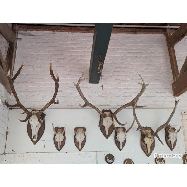 Troph�es de t�tes de cerfs et daguets