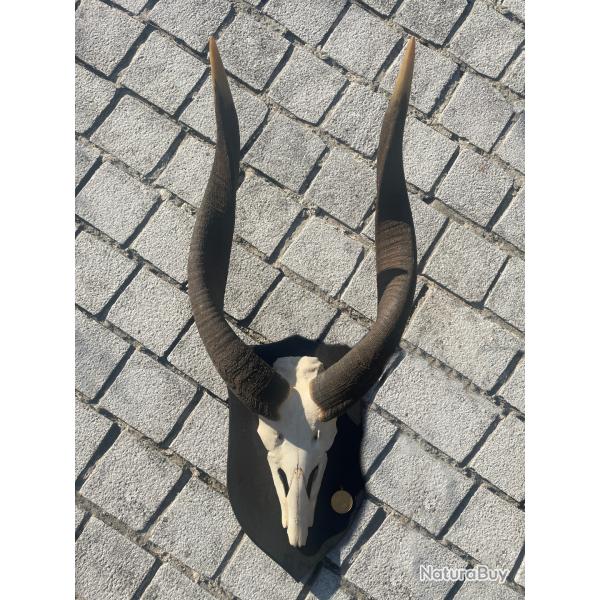 Troph�e Bongo + peau - chass� au Kenya 1963 - M�daille d'Or Expo Mondiale de chasse 1971