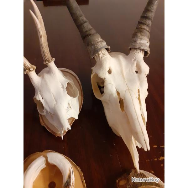 Lot de trophes de chasse anciens