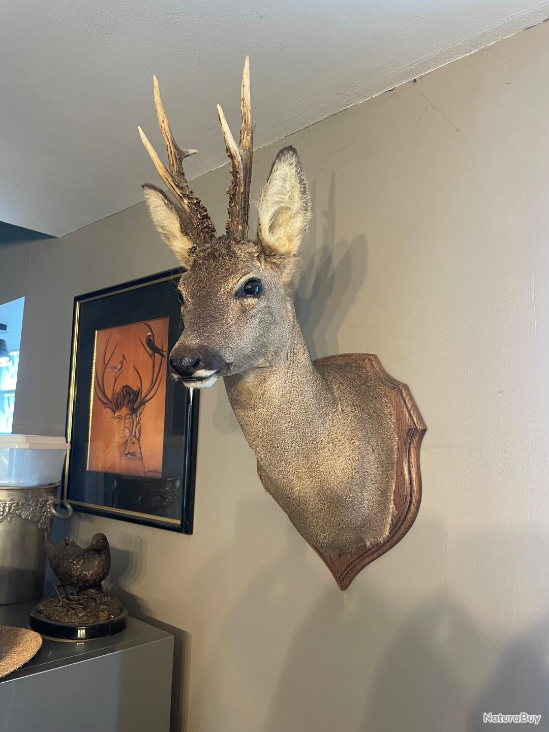 Trophée De Chasse Chevreuil – Objet Décoratif Vitrine – Origine France