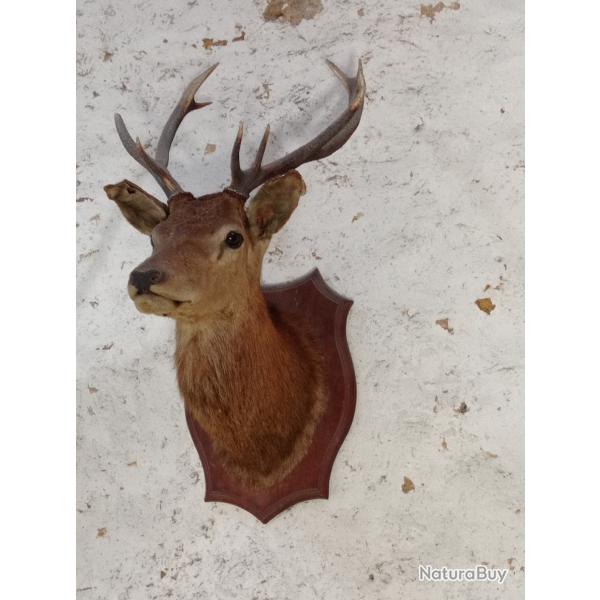 T�te de cerf naturalis�e
