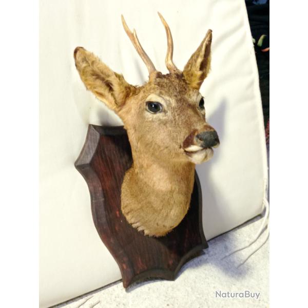 T�te de chevreuil naturalis�e
