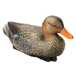 Appelant colvert femelle HD Stepland - Par 1
