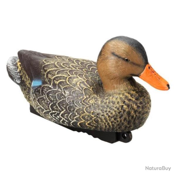 Appelant colvert femelle HD Stepland - Par 1