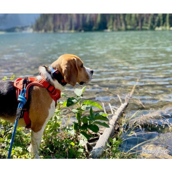 Laisse en corde bleue pour chien