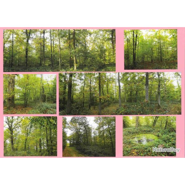 9,8395 ha - FOR�T DU RICHERAI - ( 27 ) EURE