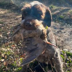 Recherche &eacute;talon Griffon Korthals LOF - Var (f&eacute;vrier 2026)