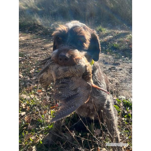 Recherche �talon Griffon Korthals LOF - Var (f�vrier 2026)