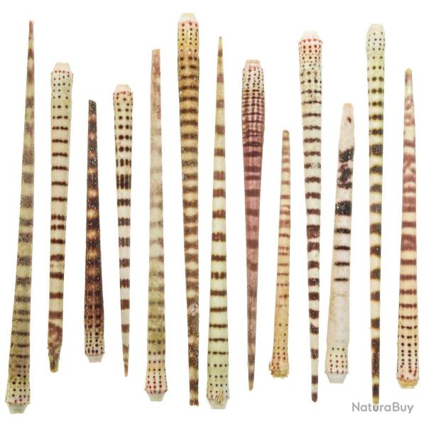 Epines d'oursin tigr� - Lot de 25