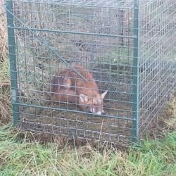 Cage spéciale renard grillage mailles carrées 5cm 200x75x75cm