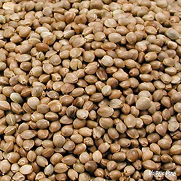 Graines de chanvre 0.8 kg
