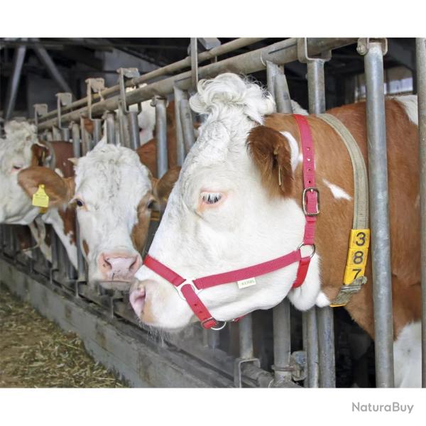 Licol pour bovins Nylon Rouge