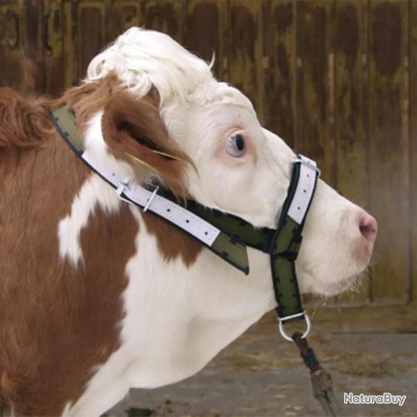 Licol pour bovins et taurillons en cuir