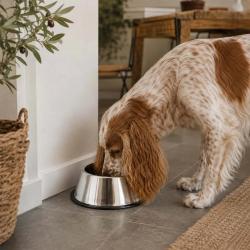 Gamelle haute pour chien &agrave; longues oreilles 1825 ml