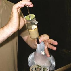 Pompe de gavage 50ml