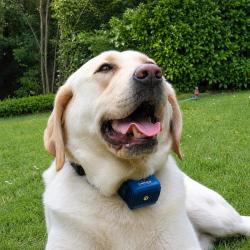 Collier anti-aboiement pour gros chien "Canicalm"