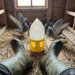 Abreuvoir sipho&iuml;de pour pigeons 5L