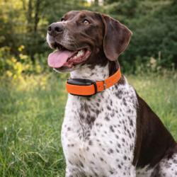 Collier de dressage ProHunt 600 m &eacute;tanche et rechargeable