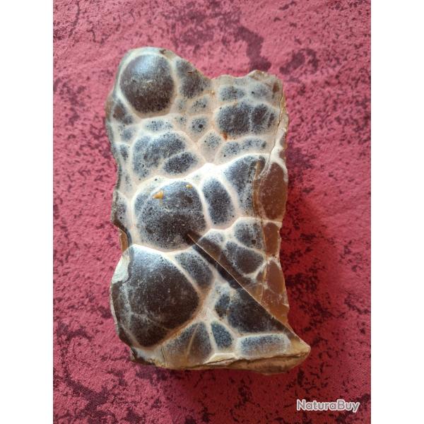 Calcdoine longueur 11 cm belles couleurs