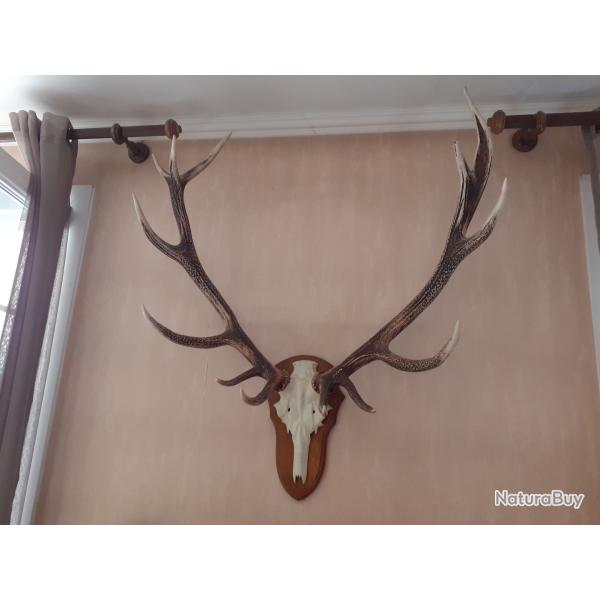 MASSACRE GRANDES CORNES CERF