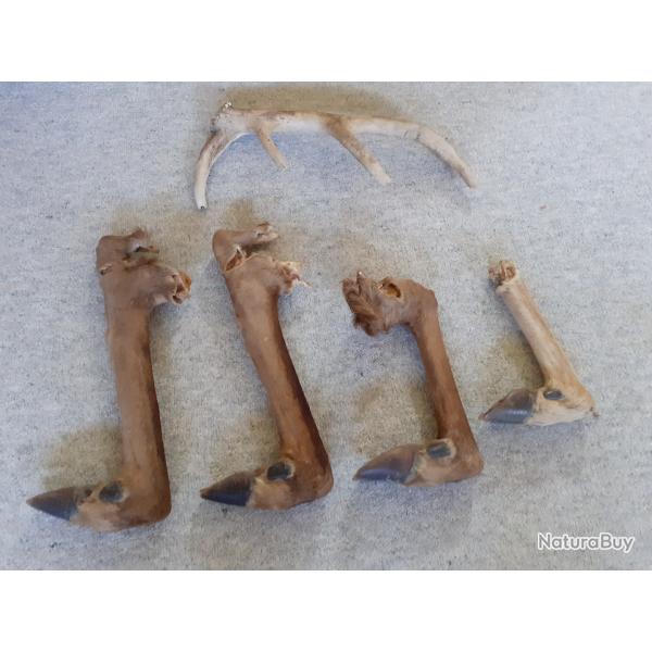 LOT DE PATTES ET CORNE