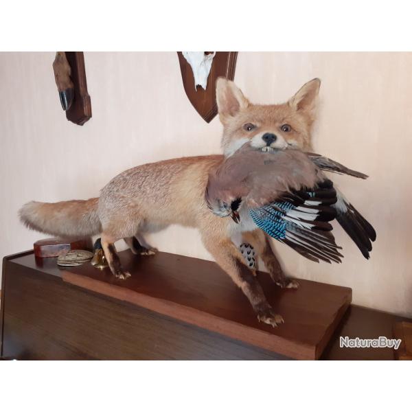 RENARD AVEC GEAI DANS LA GUEULE