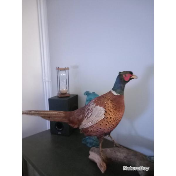 Faisan sauvage empaill