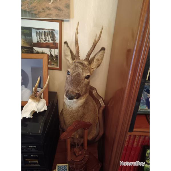 Troph�e t�te de chevreuil