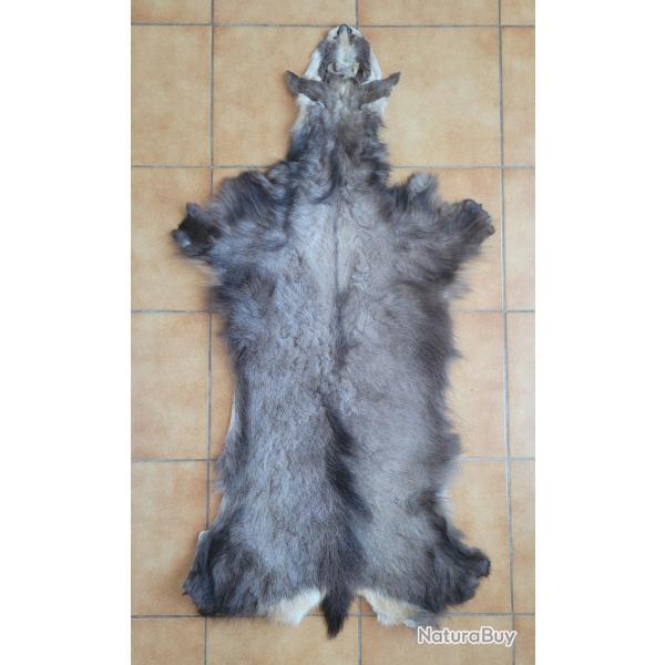Peau de chamois d'hiver avec tte