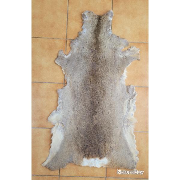 Peau de chevreuil d'hiver