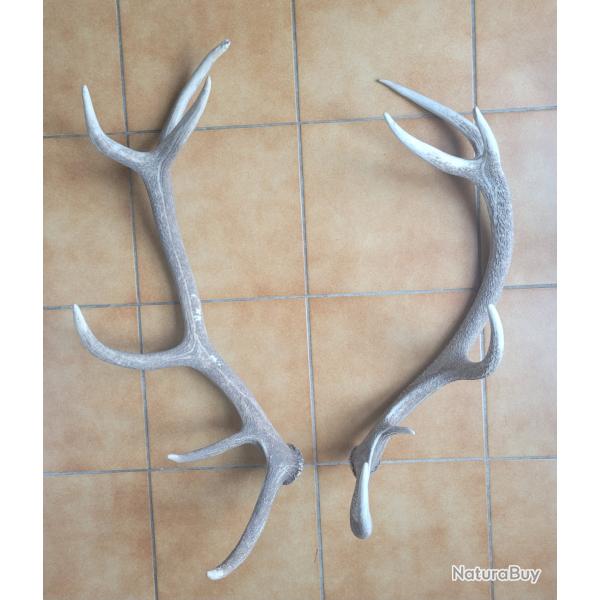Lot de 2 grands bois de cerf 12 cors