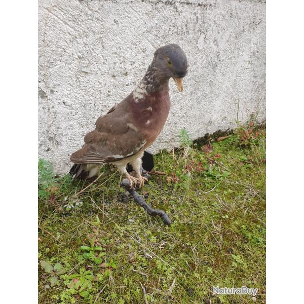 Pigeon empaill�