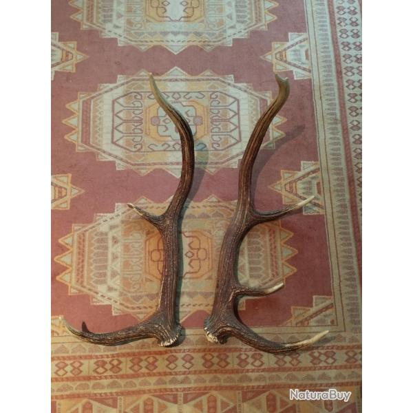 BELLE PAIRE BOIS DE CERF 75CM