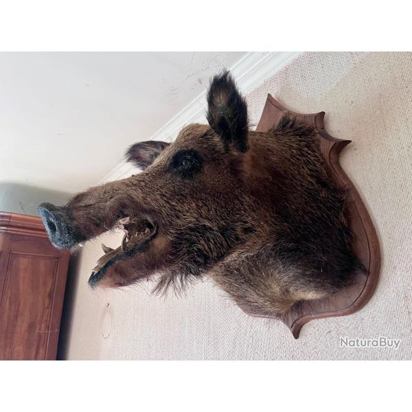 Troph�e de chasse sanglier