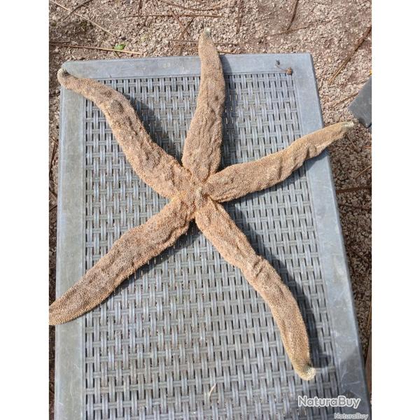 Grosse �toile de mer taxidermie