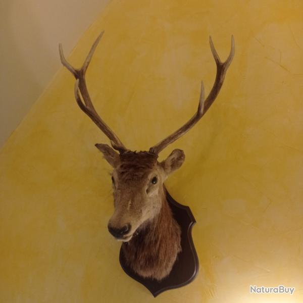 Troph�e de cerf - taxidermie fran�aise 1975