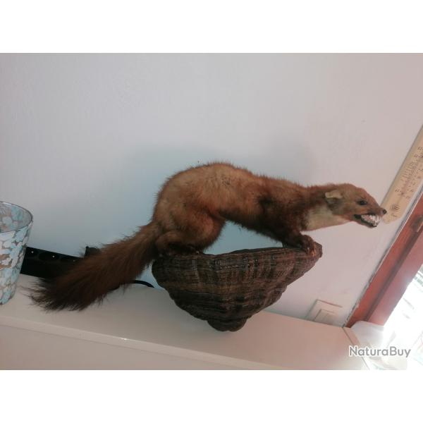 Taxidermie de martre sur un champignon ann�es 70
