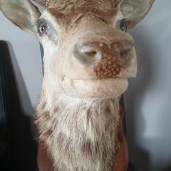 T&ecirc;te de cerf 14 bois